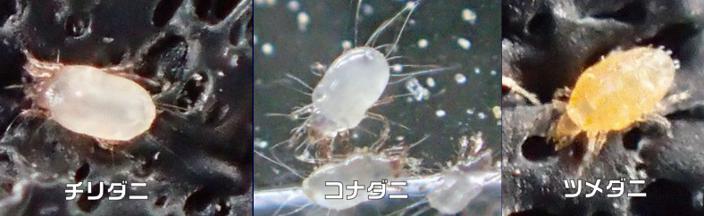 【今日から実践】自宅で簡単にできる布団のダニ対策はこれ!